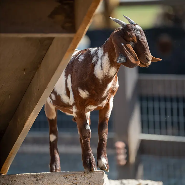 A mischeivious goat looks out over its goat pen.