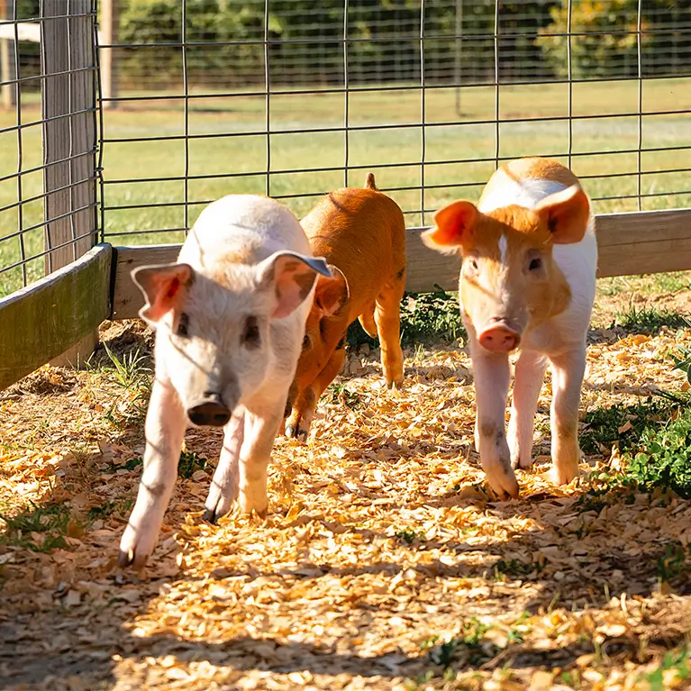 Pigs racing around a small pin to the finish line.