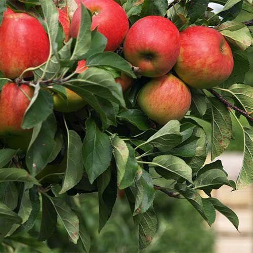 Pick-your-own apples from our u-pick apple orchard in Donnellson, Iowa
