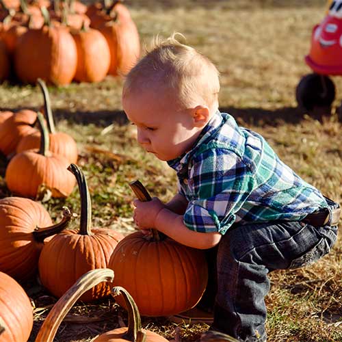 Pick-your-own Pumpkins from our U-Pick Pumpkin Patch in Donnelson, Iowa
